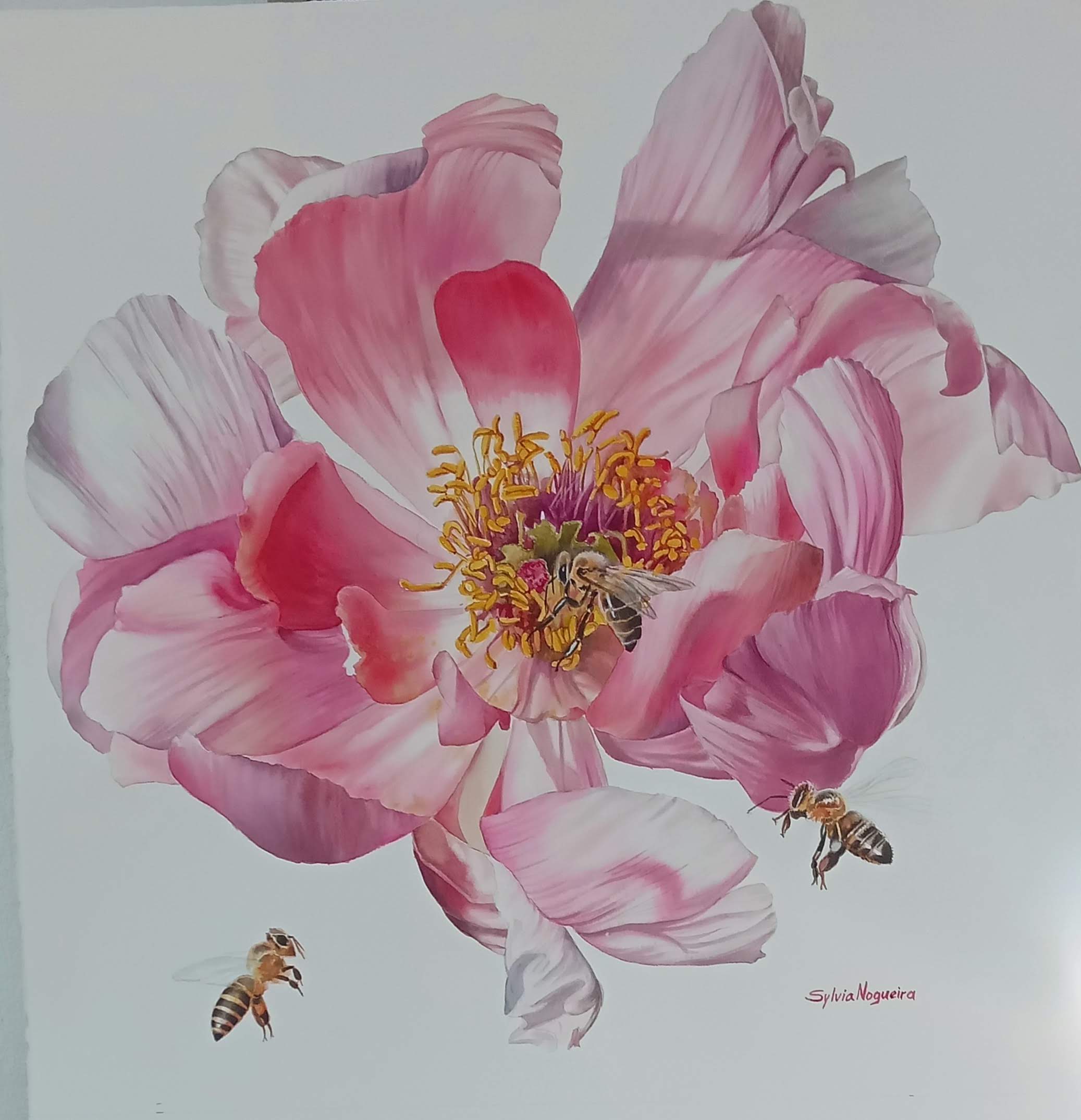Sylivia Nogueira - Sweet Poppy