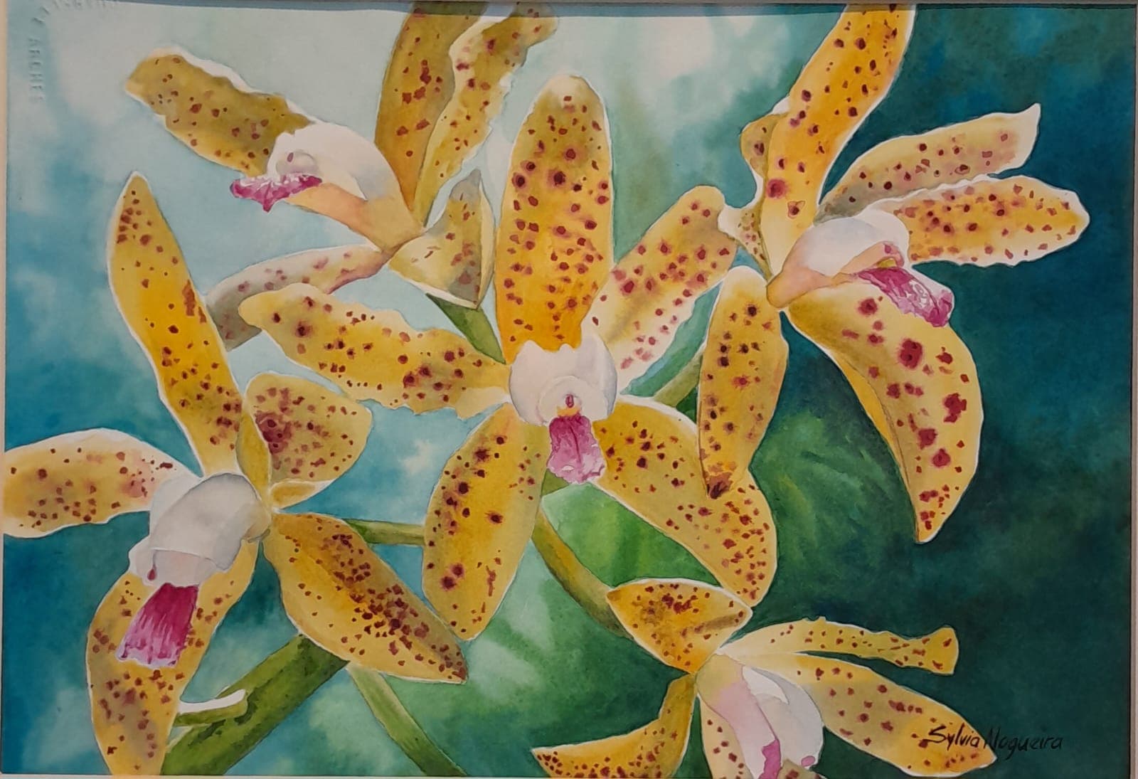 Orchids