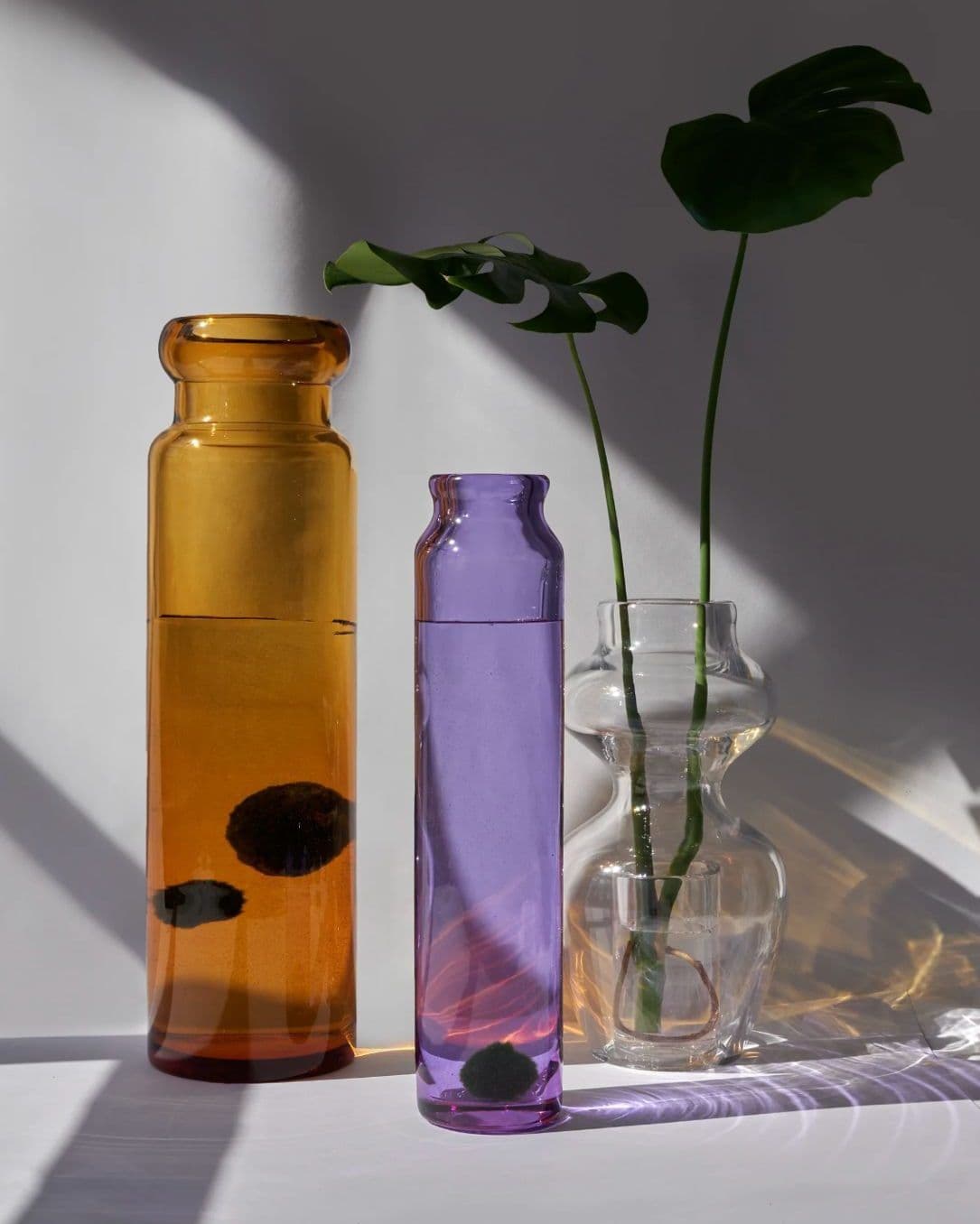 Amber, violet and clear glass vases with monstera leaves in raking sunlight